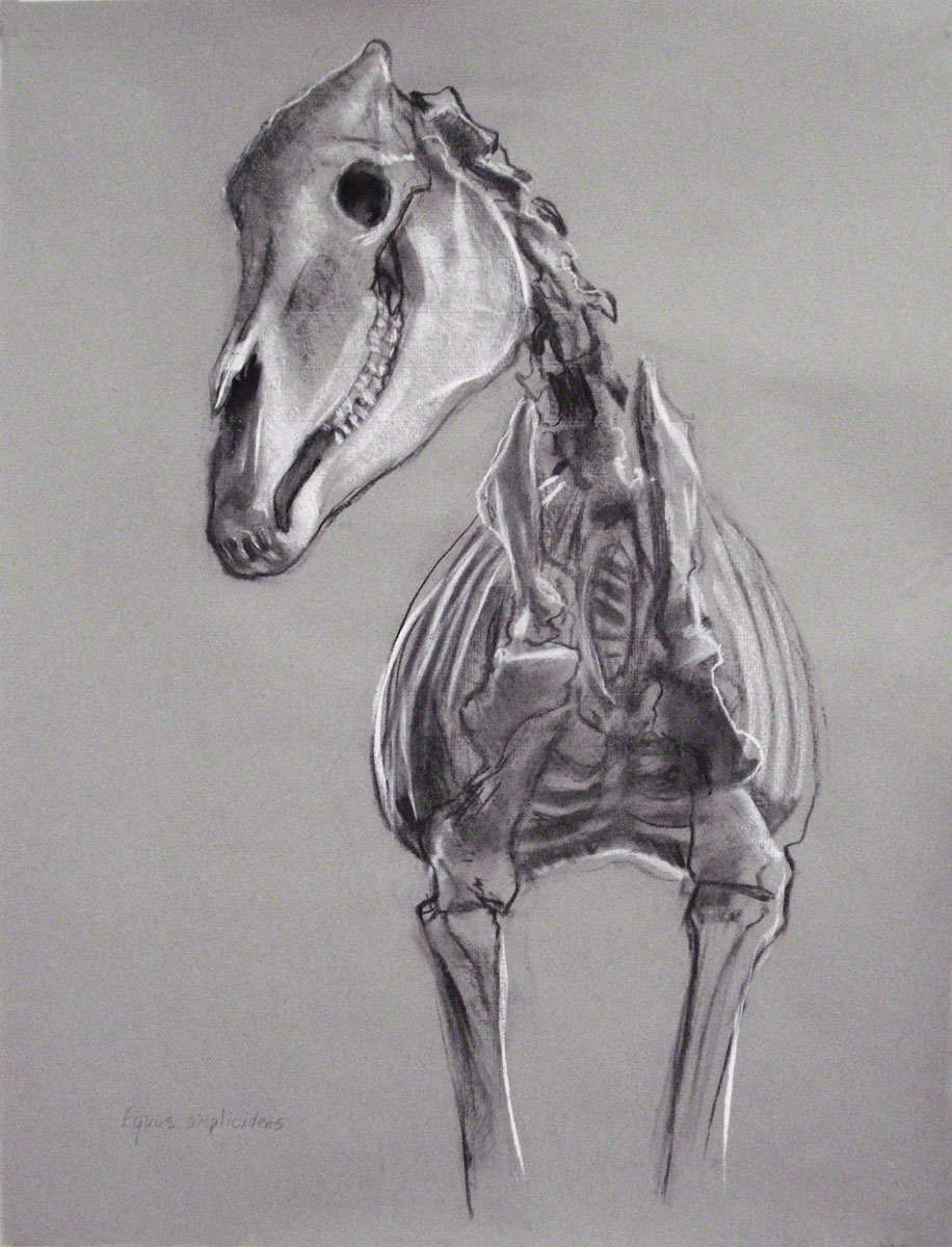 amnh-equus-simpicidens-25x1