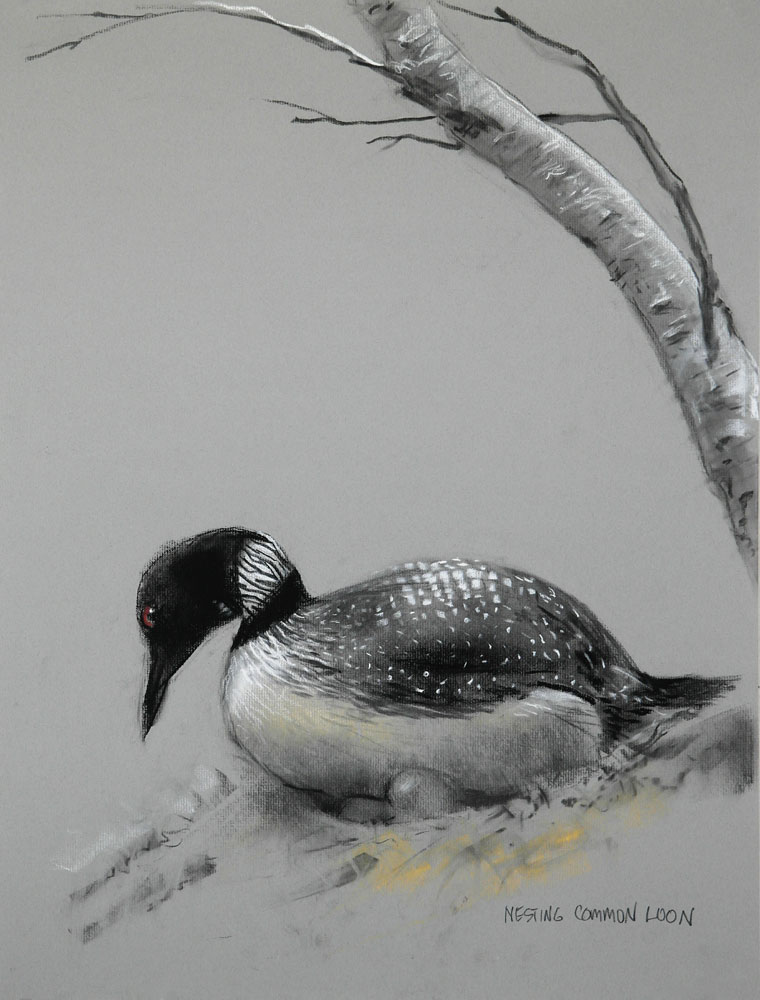 Anastasi-nesting-loon-25x19