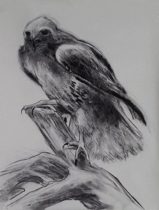 Anastasi-red-tailed-hawk_04