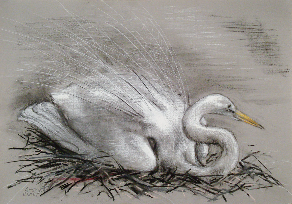 amnh-american-egret-19x25
