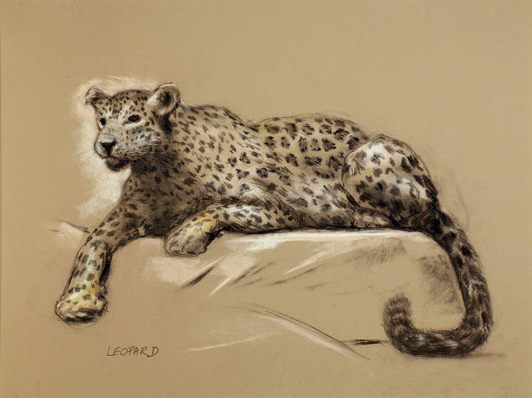 amnh-leopard-19x25