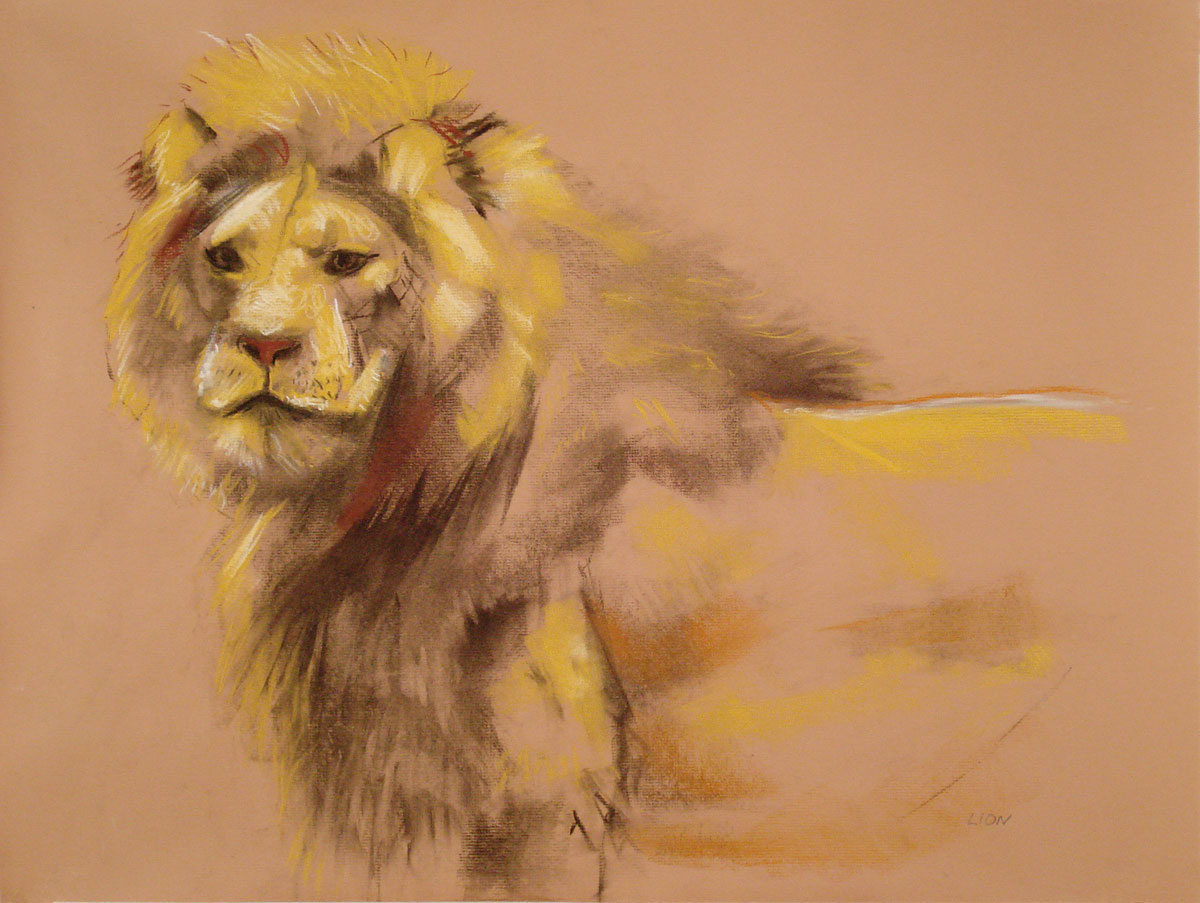 amnh-lion-19x25